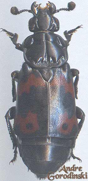 http://www.gorodinski.ru/silphidae/Nicrophorus quadraticolli.jpg